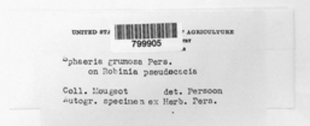 Sphaeria grumosa image